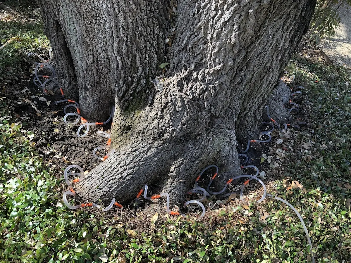 Detailed Shrub and Hedge Trimming job site in Hewitt