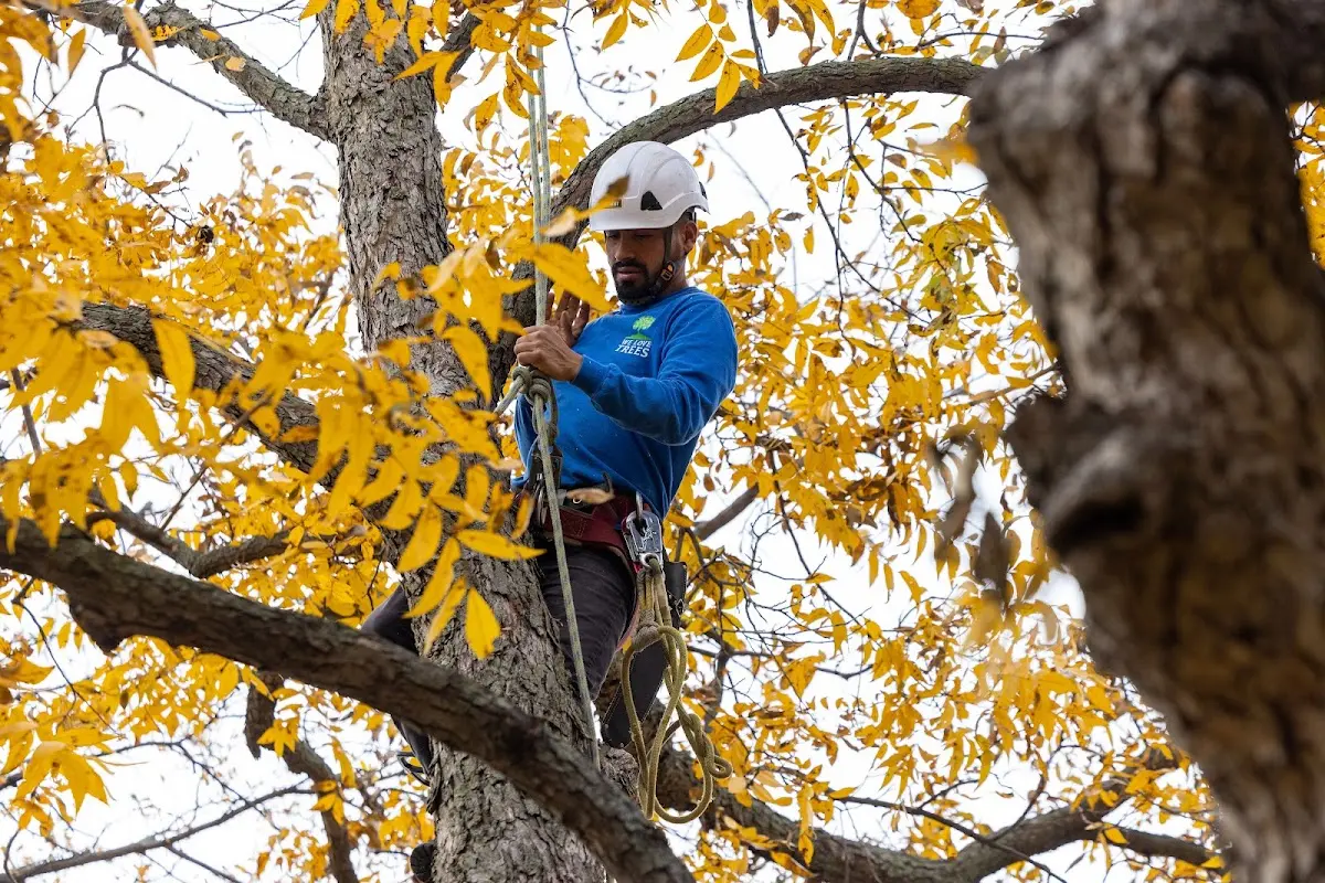 Skilled Tree Planting crew working in Hewitt